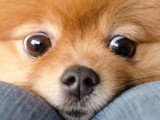 Dog City