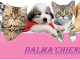 Dalma'chiens & cie