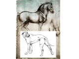 Gaëlle Verdon ostéopathe equin et canin