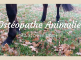 Marjorie Roche ostéopathe animalier