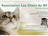 Les chats du 65