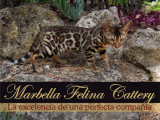 Marbella-Felina