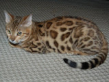 Wilddiamond