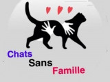 Chats Sans Famille