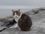 Les Chats de l'Isle jourdain-vienne86