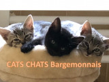 Cats Chats Bargemonnais