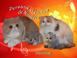 De Ningxia
