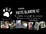 Patte Blanche 62