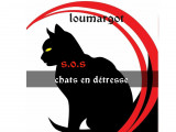 Loumargot SOS Chats en Détresse