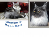 Chatterie Moon Cats