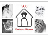 SOS chats en détresse