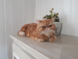 Des Bibochats
