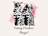 Madness Bengal