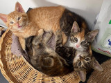 Chat'cun une place