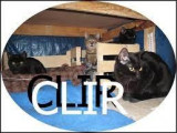 Chat Libre de l'Ile du Ramier (CLIR)