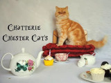 Chatterie Chester Cat's