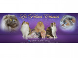 Des Félines Caresses
