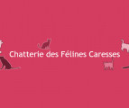 Des Félines Caresses