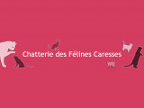 Des Félines Caresses