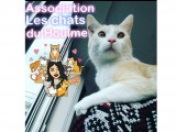 Les chats du Houlme