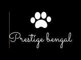 Prestige Bengal
