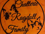 Ragdoll Family