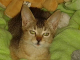 Nos Amis les Chats des Rues