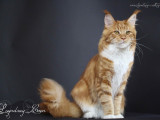 Lyndsay Cattery