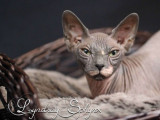 Lyndsay Cattery
