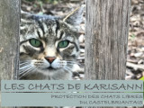 Les Chats de Karisann
