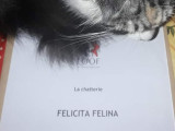 Félicita Félina