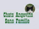 Chats Angevins Sans Famille
