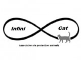 Infini Cat