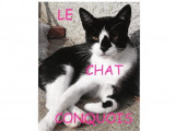 Le Chat Conquois