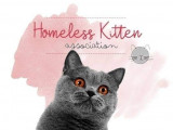 Homeless Kitten Association