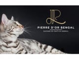 Pierre d'Or Bengal