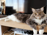 Astra Maine Coon