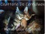 De Cerrydwen