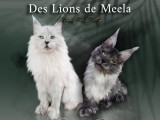 Des Lions de Meela