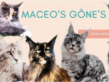Maceo’s Gônes