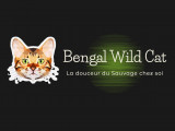 Bengal Wild Cat