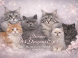 Elevage Des Dragons Eyes - Maine Coon et British