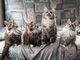 Des Pattes De Sanga