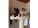 Des Boss’ Coons