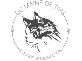 Maine Of Tips