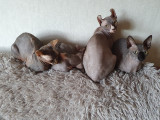 Des amours de sphynx