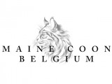 Maine Coon Belgium