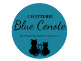 Du Blue Cenote
