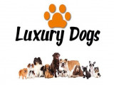 Luxury Dogs