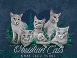 Obsidian cats